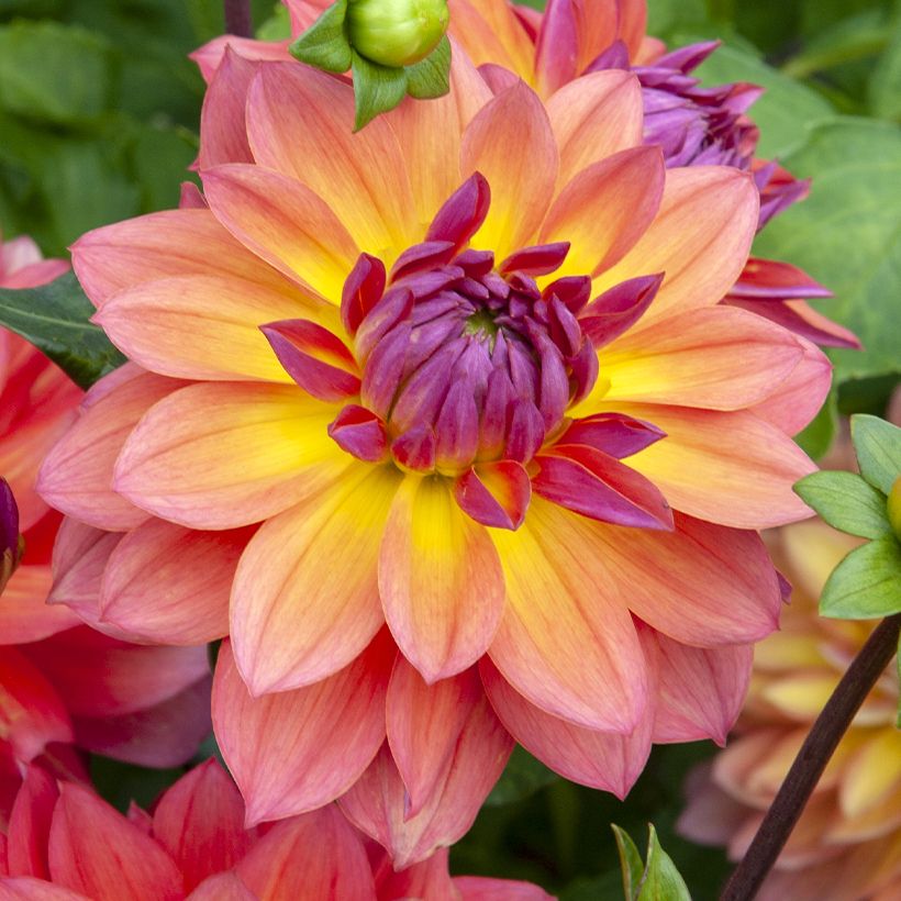 Dalia nana Firepot (Fioritura)