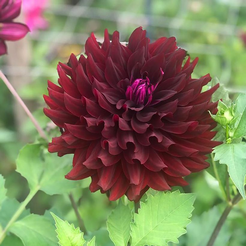 Dalia cactus Hollyhill Black Beauty (Fioritura)
