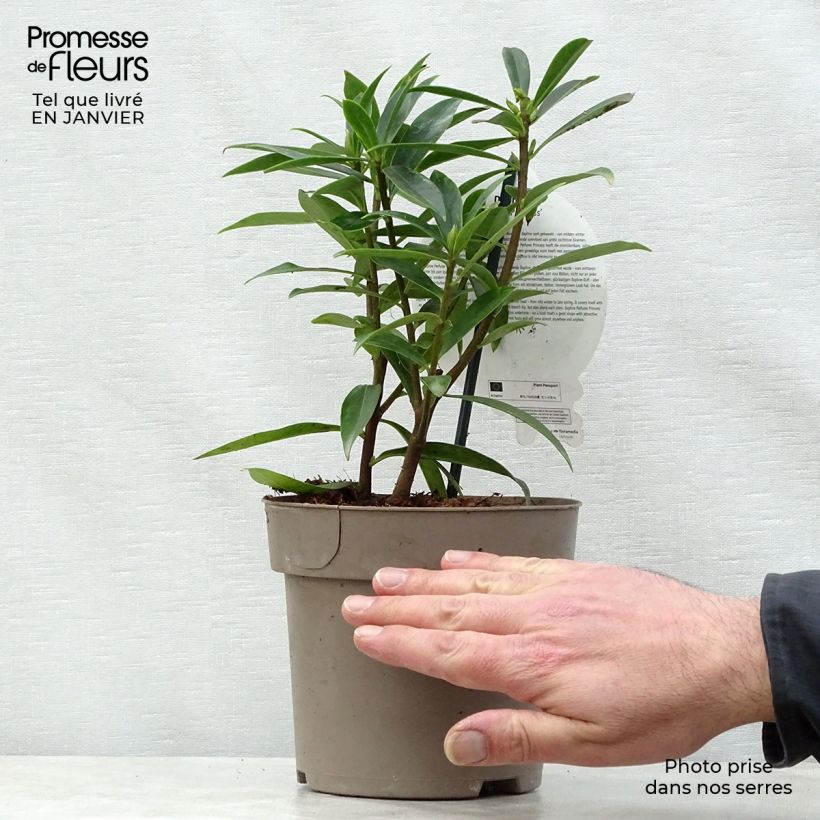 Daphne Perfume Princess - Dafne Vaso da 2L/3L esemplare consegnato in inverno