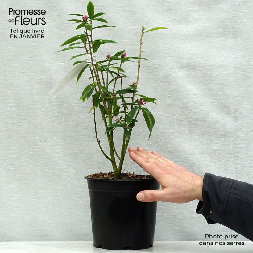 Daphne Spring Beauty - Dafne Vaso da 3L/4L esemplare consegnato in inverno