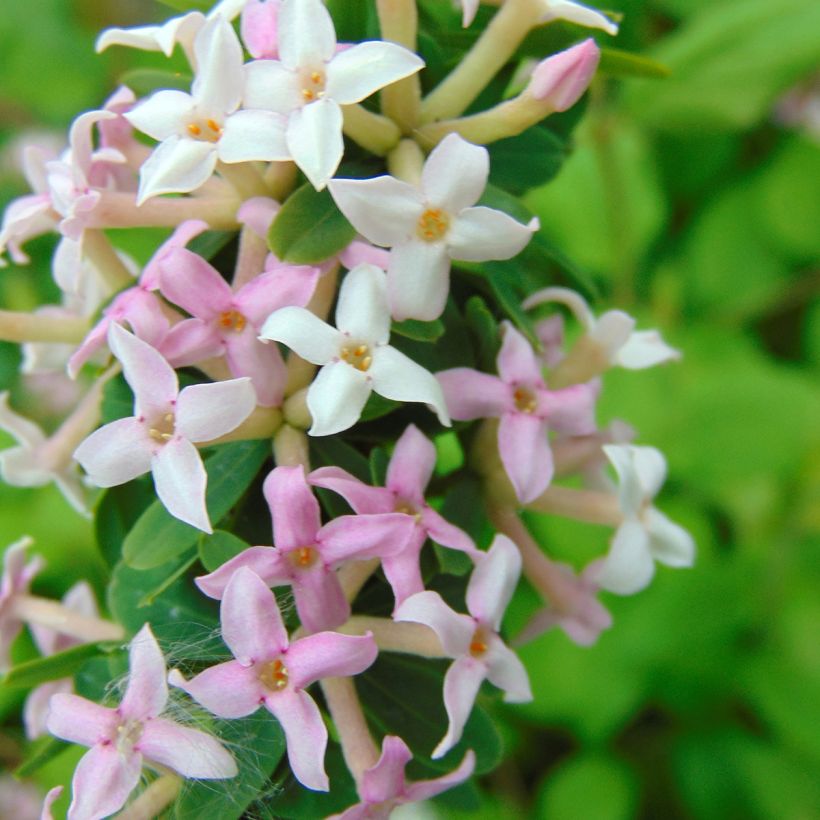 Daphne burkwoodii Somerset - Dafne (Fioritura)