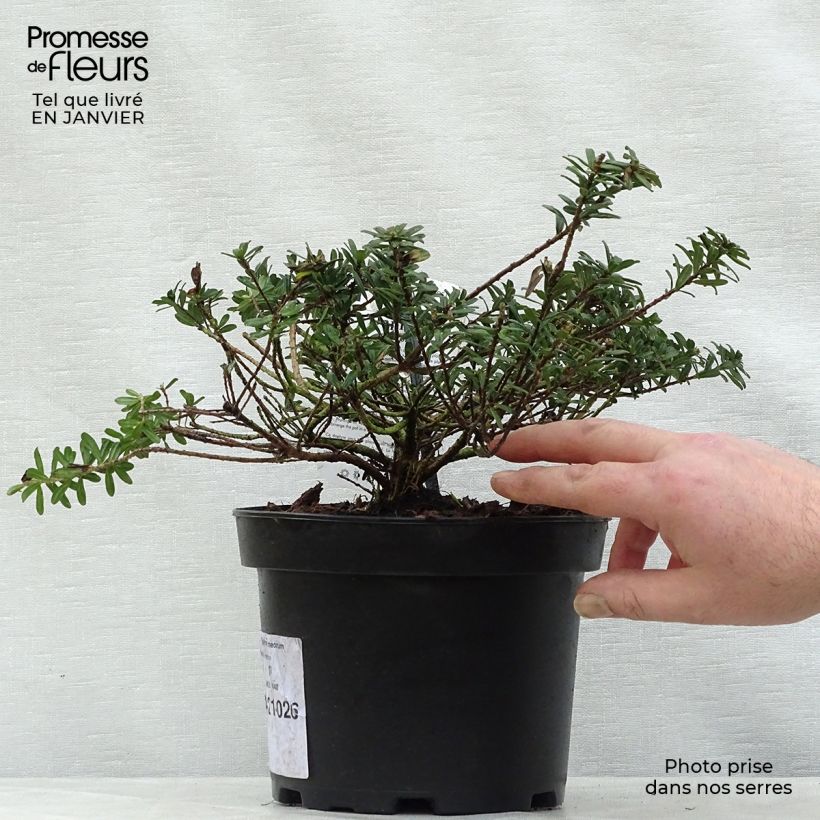 Daphne cneorum - Dafne odorosa Vaso da 2L/3L esemplare consegnato in inverno