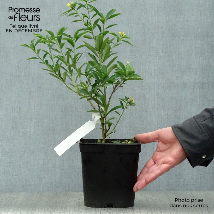 Daphne gemmata Royal Crown - Dafne Vaso da 2L/3L esemplare consegnato in inverno