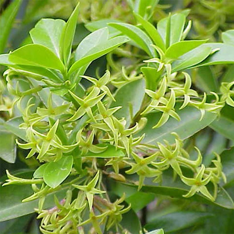 Daphne laureola subsp. philippi - Dafne (Fioritura)
