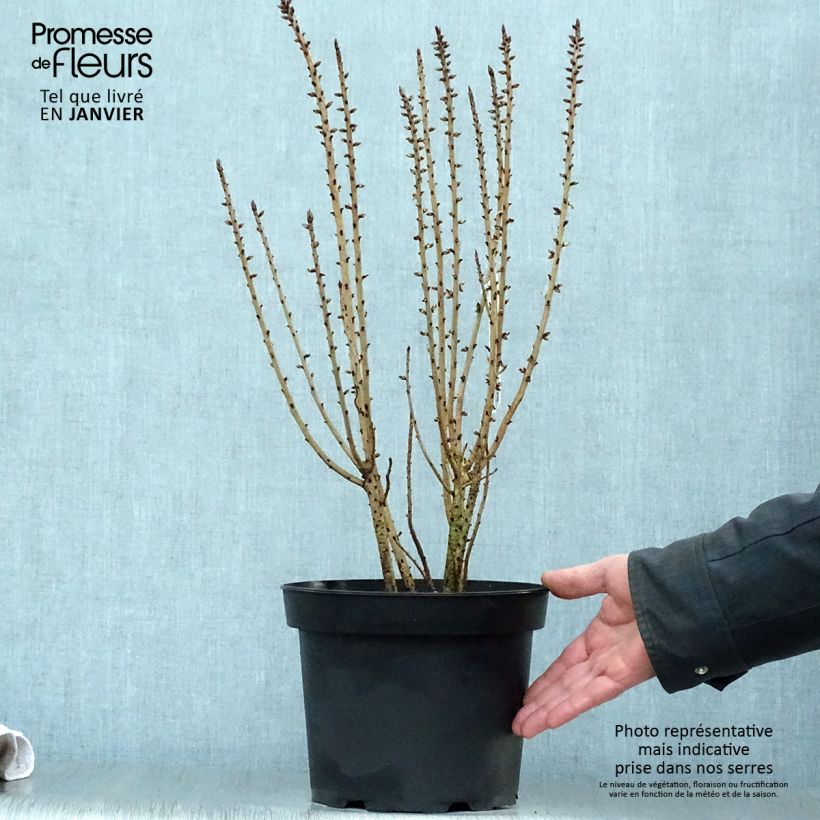 Daphne mezereum var. rubra - Dafne mezereo Vaso da 3L/4L esemplare consegnato in inverno