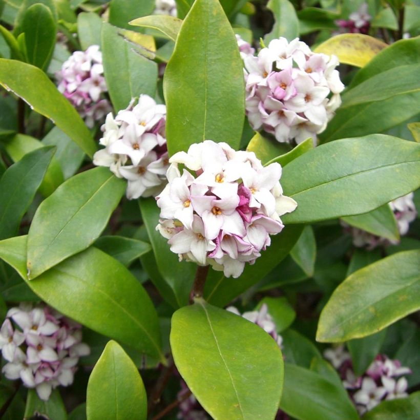 Daphne odora - Dafne odorosa (Fogliame)