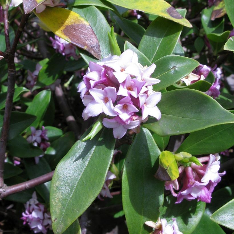 Daphne odora - Dafne odorosa (Fioritura)