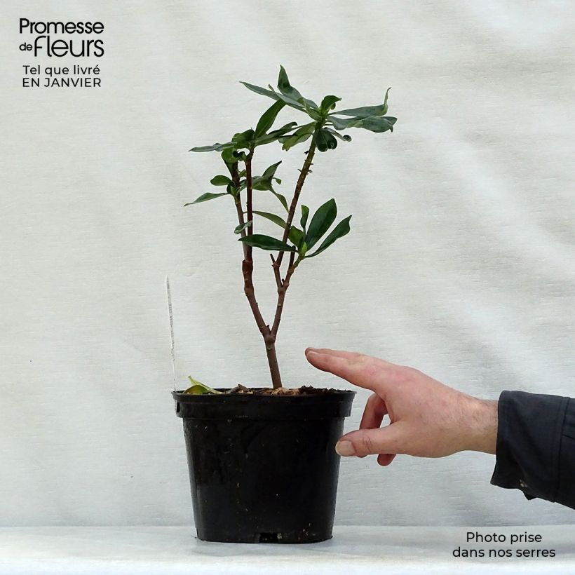Daphne odora - Dafne odorosa Vaso da 1L/1,5L esemplare consegnato in inverno