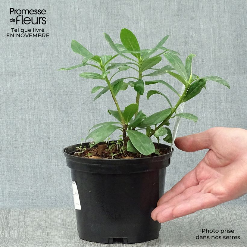 Esemplare di Daphne odora - Dafne odorosa Vaso da 1L/1,5L come consegnato in autunno