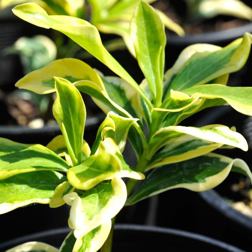 Daphne odora Maejima - Dafne odorosa (Fogliame)