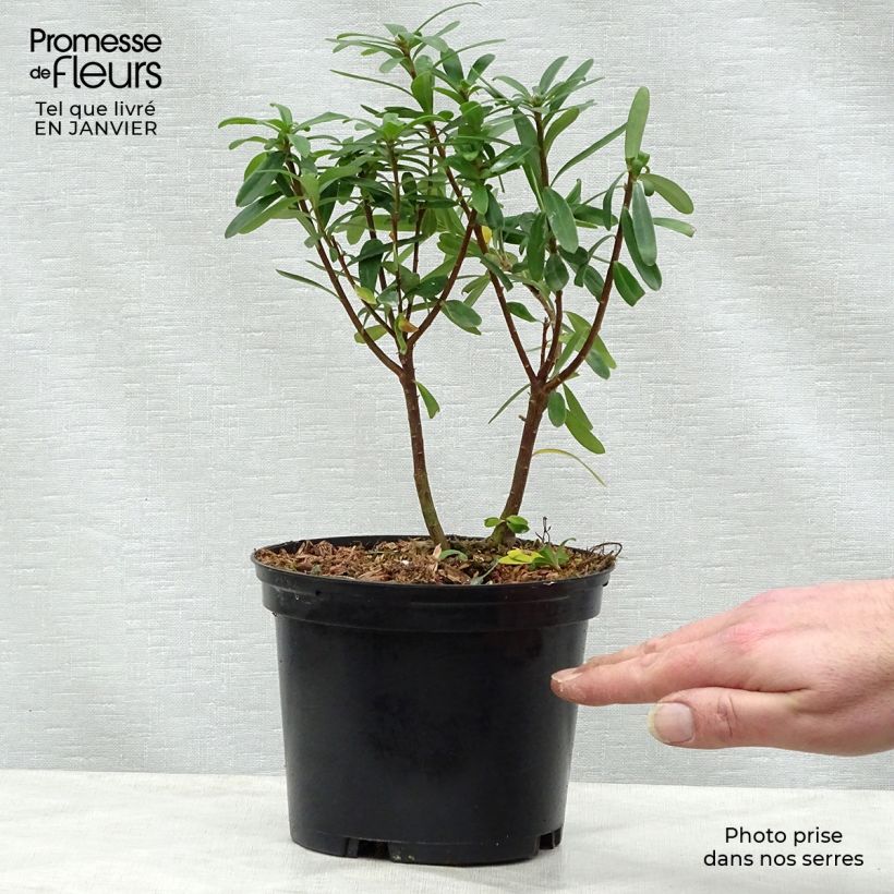 Daphne transatlantica Pink Fragrance - Dafne Vaso da 2L/3L esemplare consegnato in inverno