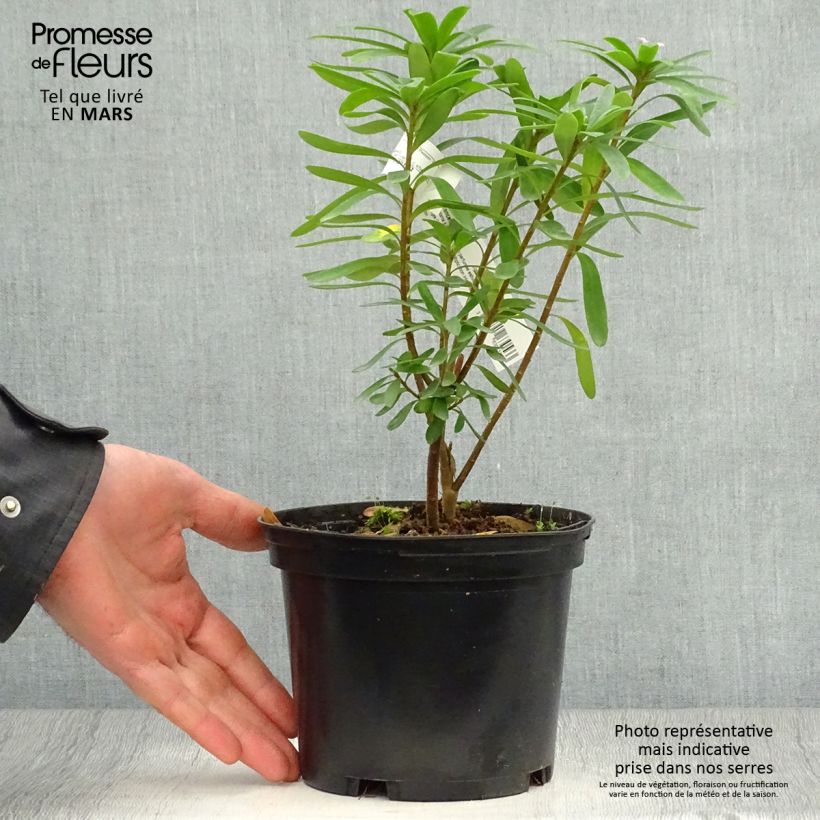 Daphne transatlantica Pink Fragrance - Dafne Vaso da 2L/3L esemplare consegnato in primavera