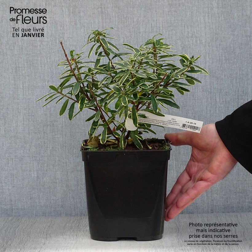 Daphne transatlantica Summer Ice - Dafne Vaso da 3L/4L esemplare consegnato in inverno