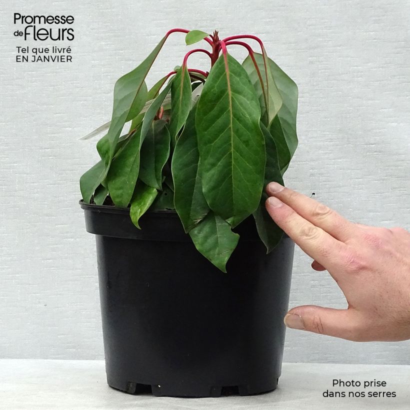 Daphniphyllum himalayense subsp. macropodum Vaso da 2L/3L esemplare consegnato in inverno
