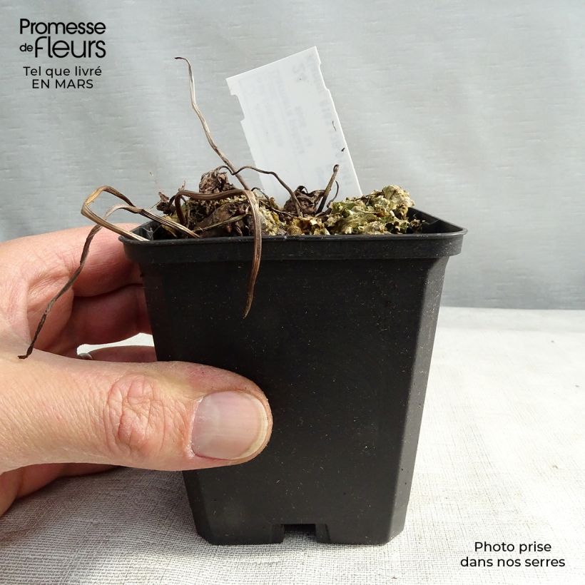 Darmera peltata Vasetto da 8/9 cm esemplare consegnato in inverno