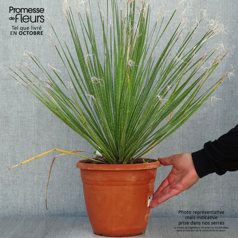 Esemplare di Dasylirion glaucophyllum Vaso da 7,5L/10L come consegnato in autunno