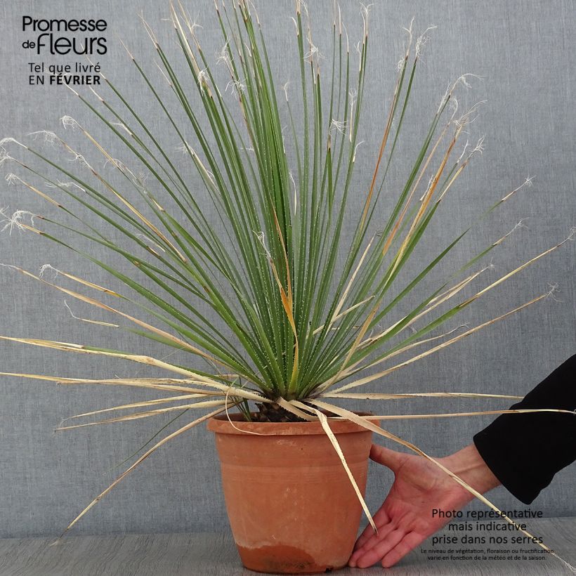 Dasylirion glaucophyllum Vaso da 7,5L/10L esemplare consegnato in inverno