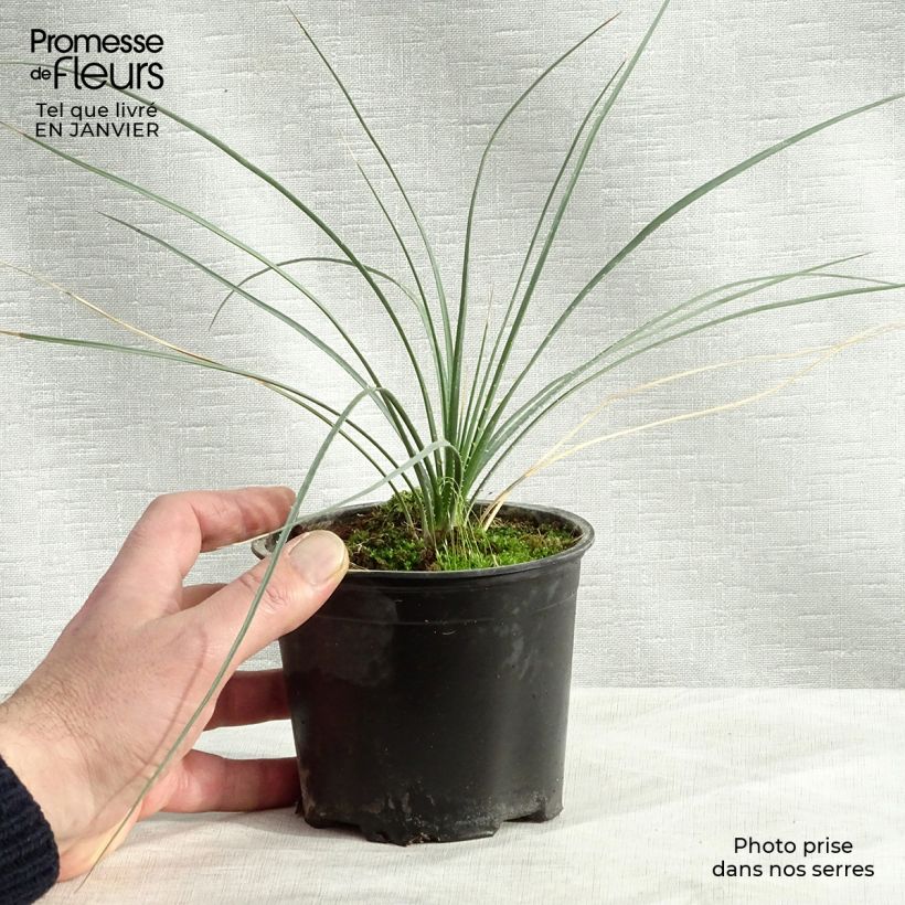 Dasylirion leiophyllum Vaso da Ø 12 cm / 13 cm esemplare consegnato in inverno