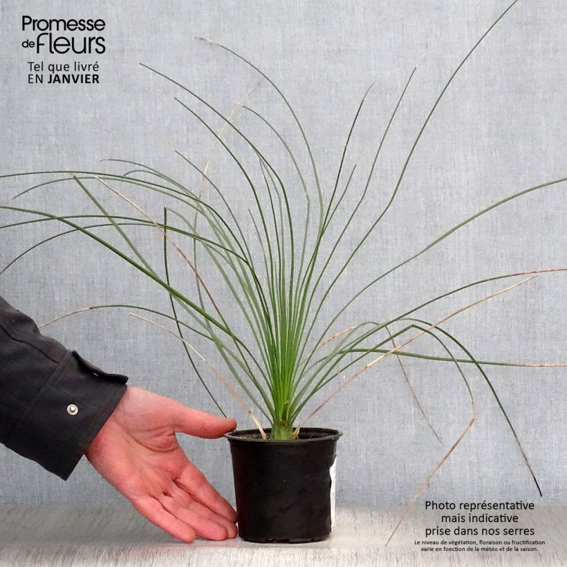 Dasylirion longissimum Vaso da Ø 12 cm / 13 cm esemplare consegnato in inverno