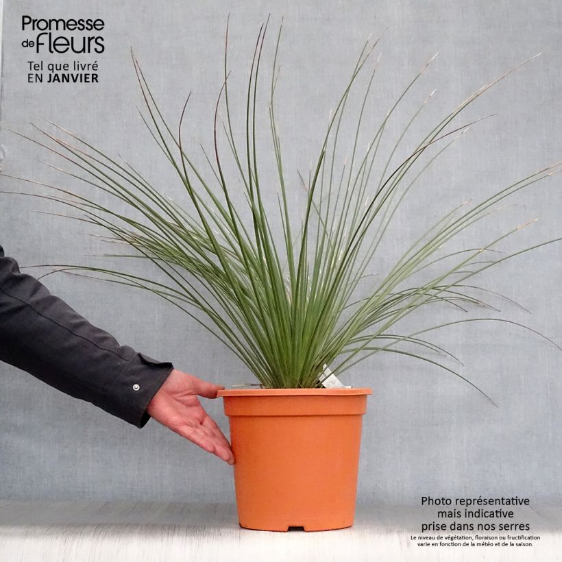 Dasylirion longissimum Vaso da 7,5L/10L esemplare consegnato in inverno