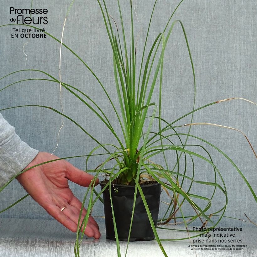 Esemplare di Dasylirion lucidum Vaso da Ø 12 cm / 13 cm come consegnato in autunno