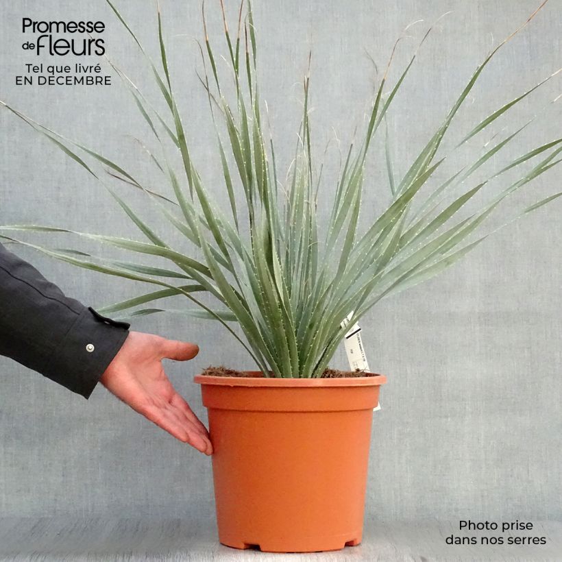 Dasylirion wheeleri Vaso da 7,5L/10L esemplare consegnato in inverno