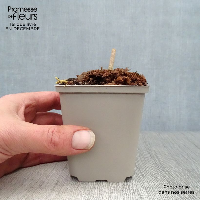 Datisca cannabina Vasetto da 8/9 cm esemplare consegnato in inverno