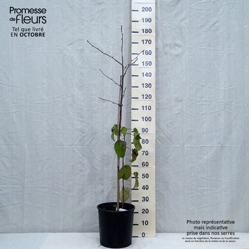 Esemplare di Davidia involucrata var. vilmoriniana - Albero dei fazzoletti Vaso da 18L/20L come consegnato in autunno