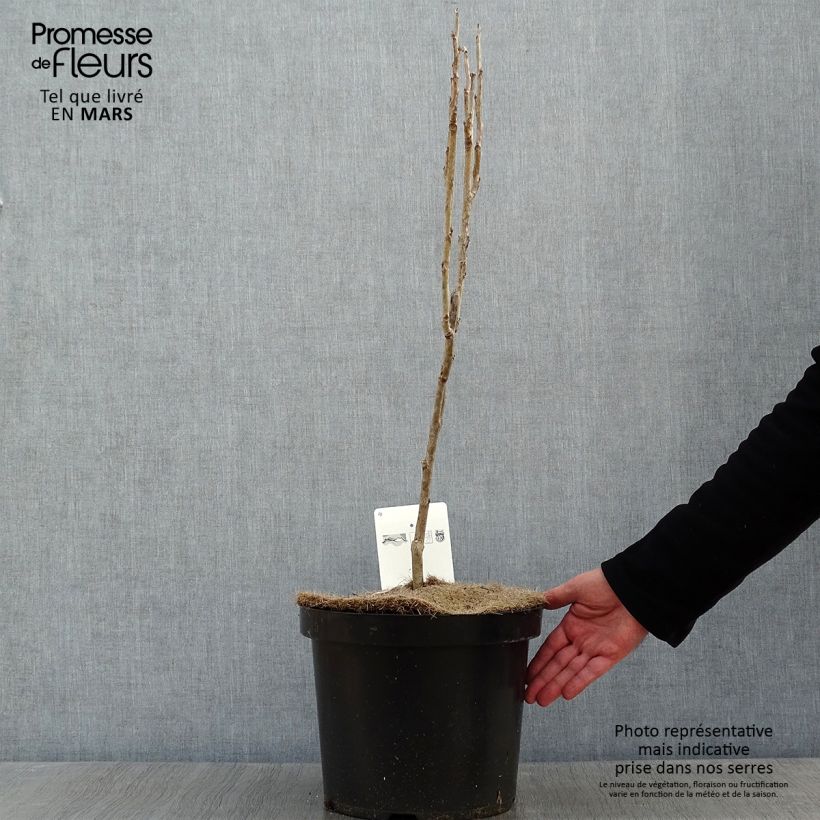 Decaisnea fargesii - Pianta dalle dita blu Vaso da 7,5L/10L esemplare consegnato in inverno