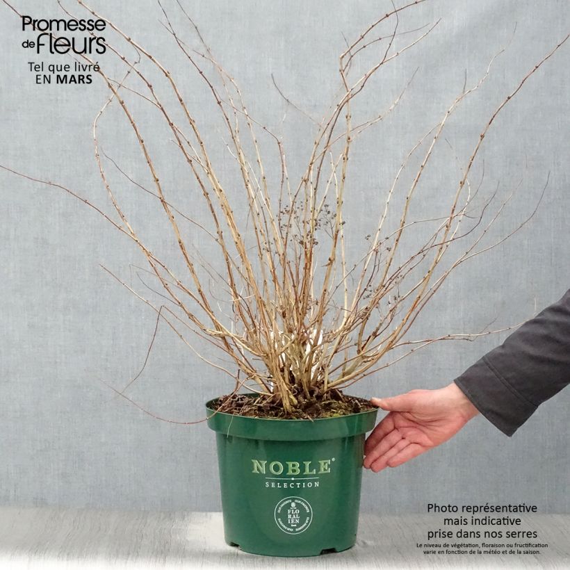 Decaisnea fargesii - Pianta dalle dita blu Vaso da 7,5L/10L esemplare consegnato in primavera