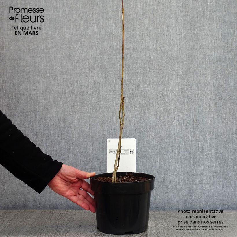 Decaisnea fargesii - Pianta dalle dita blu Vaso da 2L/3L esemplare consegnato in inverno