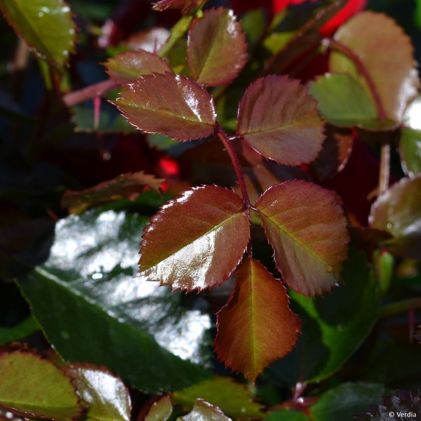 Rosa tappezzante New Vesuvia (Fogliame)