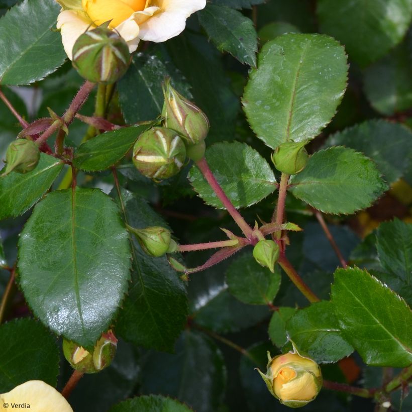 Rosa tappezzante Soleya (Fogliame)