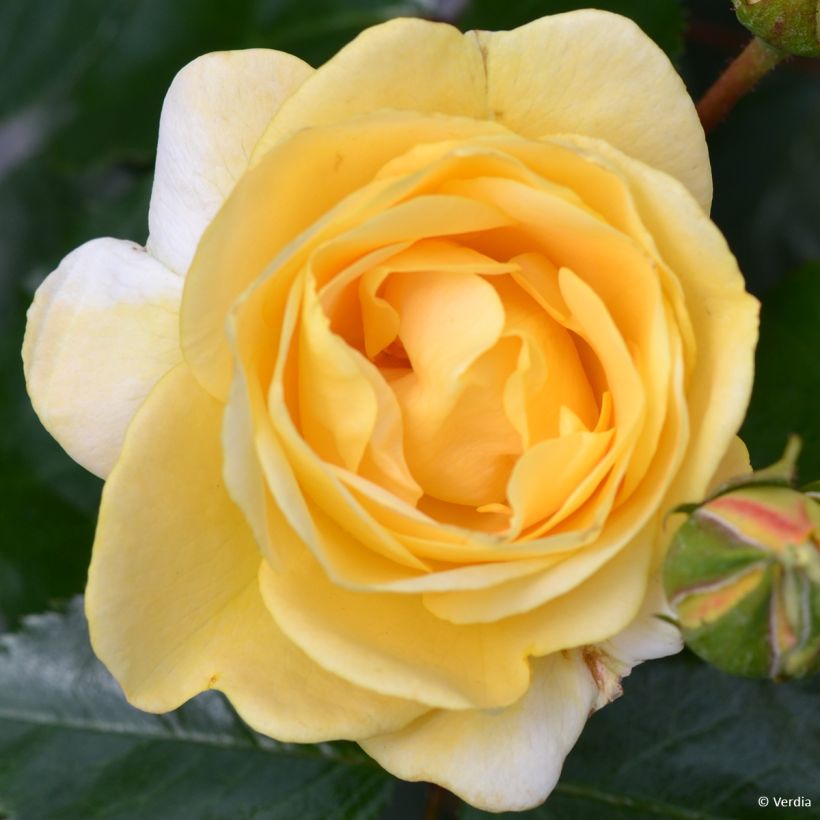 Rosa tappezzante Soleya (Fioritura)