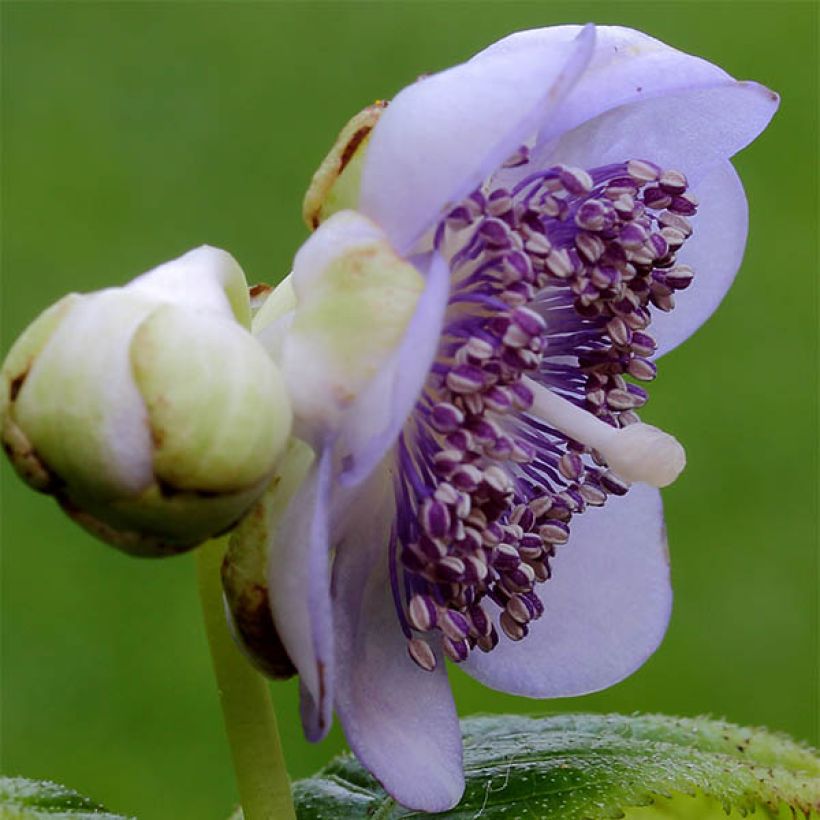 Deinanthe caerulea (Fioritura)