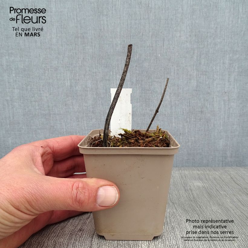 Deinanthe Blue Wonder Vasetto da 8/9 cm esemplare consegnato in inverno