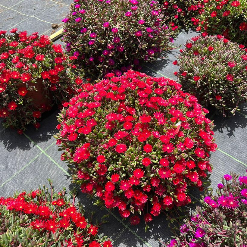 Delosperma Desert Dancers Red (Porto)
