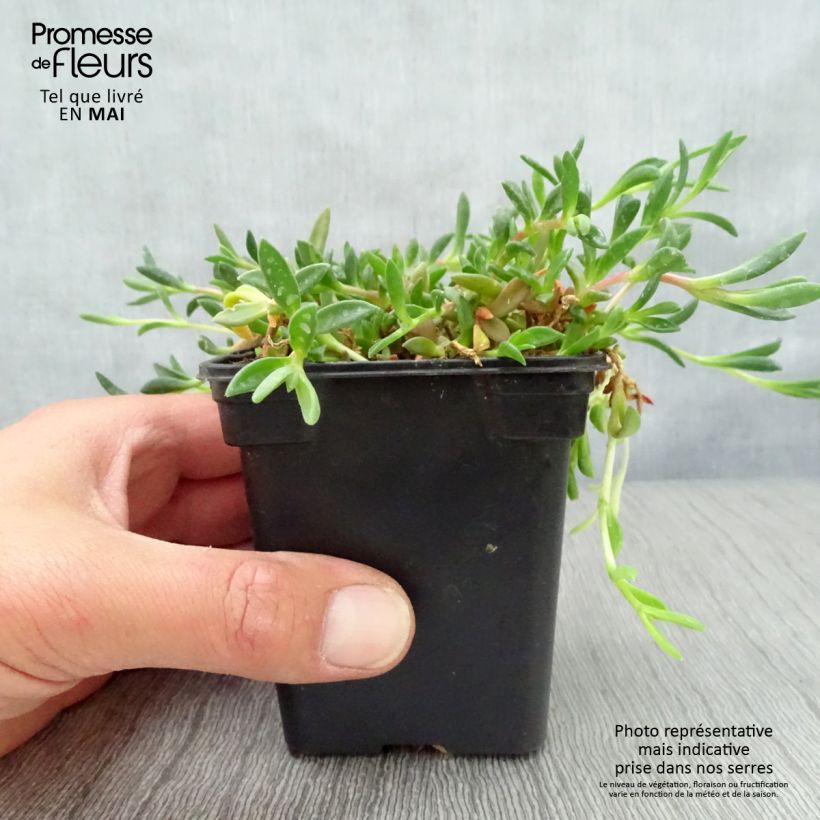 Delosperma cooperi Table Mountain Vasetto da 7/8 cm esemplare consegnato in primavera