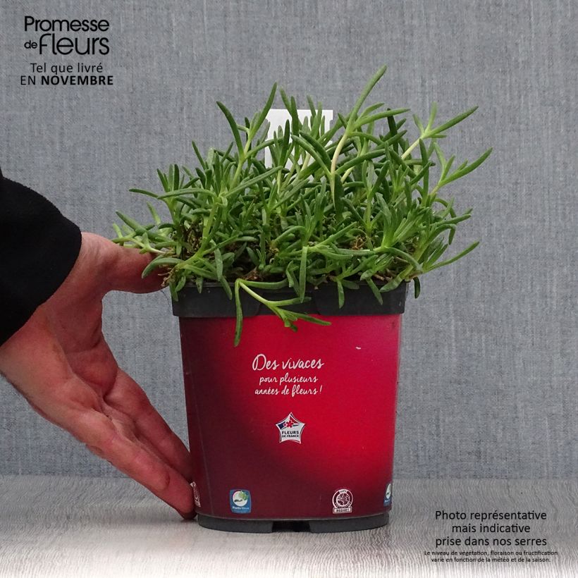 Esemplare di Delosperma Wheels of Wonder Fire Vaso da 2L/3L come consegnato in autunno