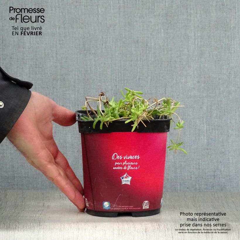 Delosperma Wheels of Wonder Fire Vaso da 2L/3L esemplare consegnato in inverno
