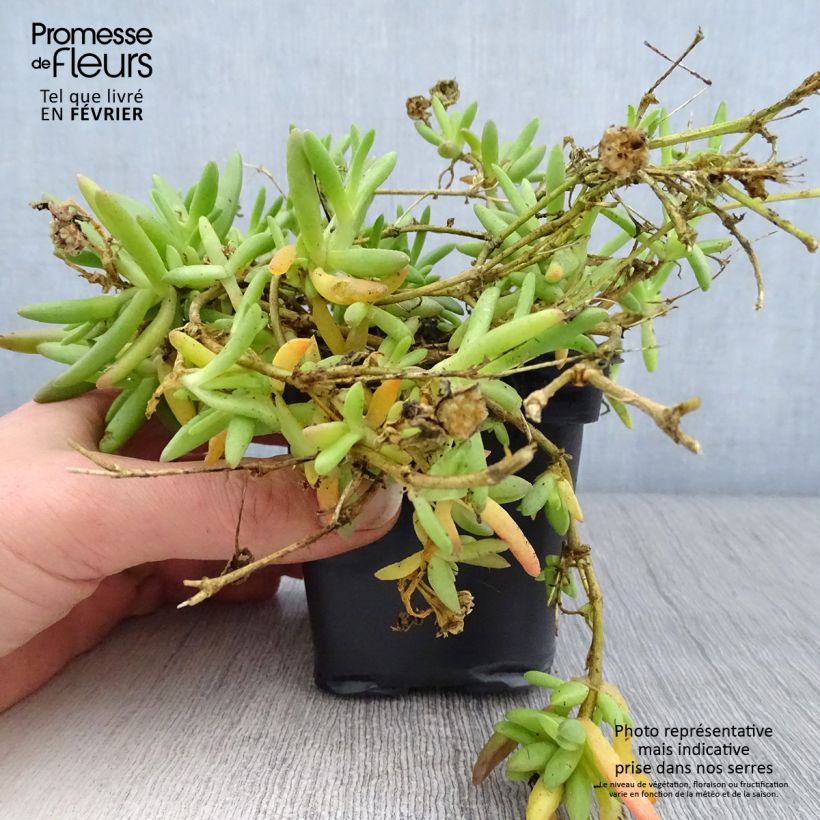 Delosperma Wheels of Wonder Fire Vasetto da 7/8 cm esemplare consegnato in inverno