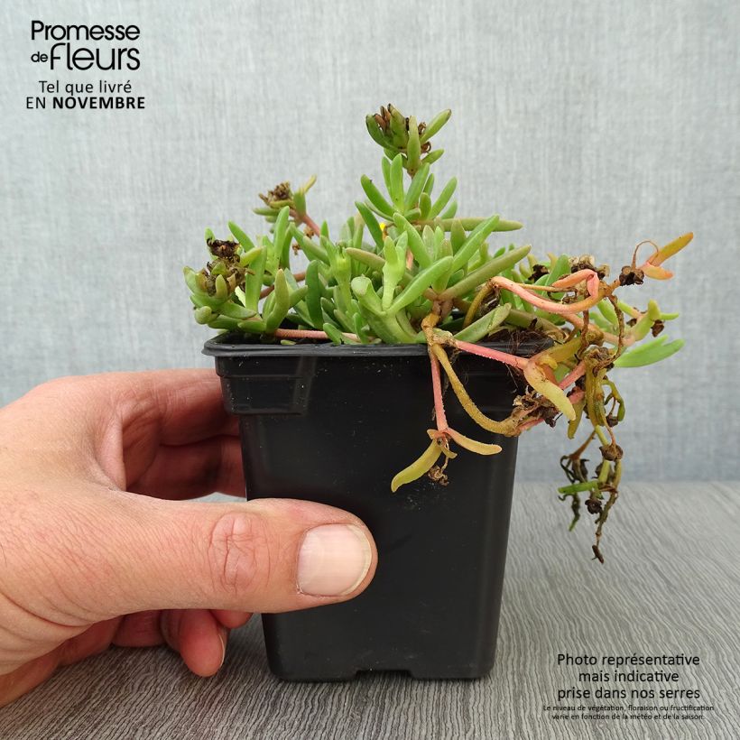 Esemplare di Delosperma Wheels of Wonder Golden Vasetto da 7/8 cm come consegnato in autunno