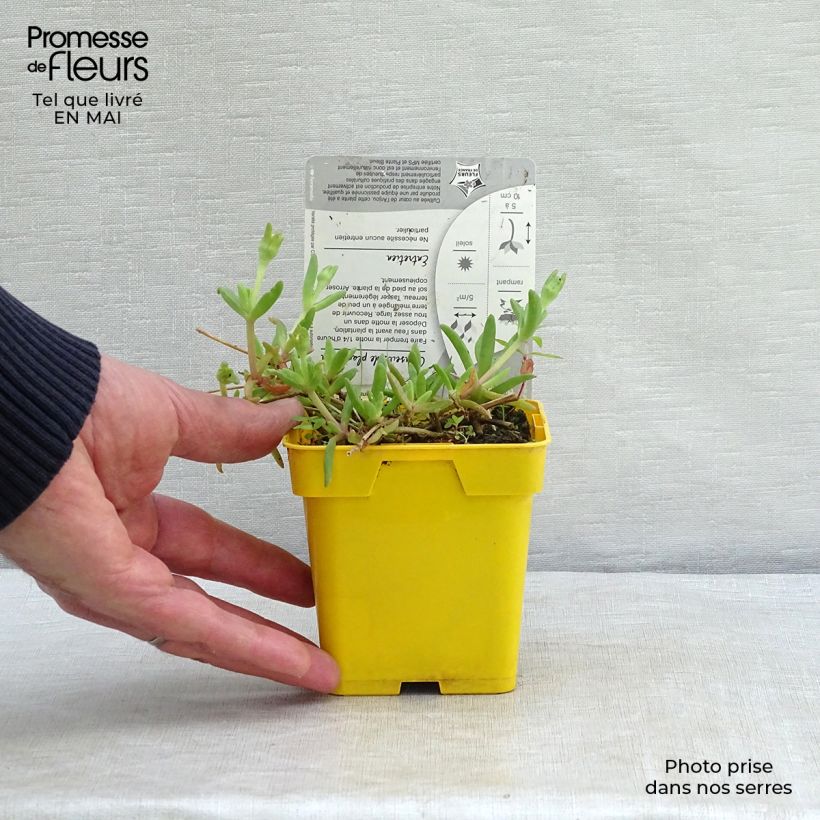 Delosperma Wheels of Wonder Golden Vasetto da 7/8 cm esemplare consegnato in primavera