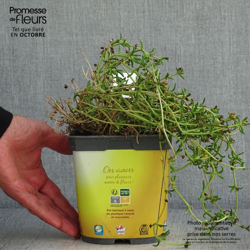 Esemplare di Delosperma Wheels of Wonder Golden Vaso da 2L/3L come consegnato in autunno