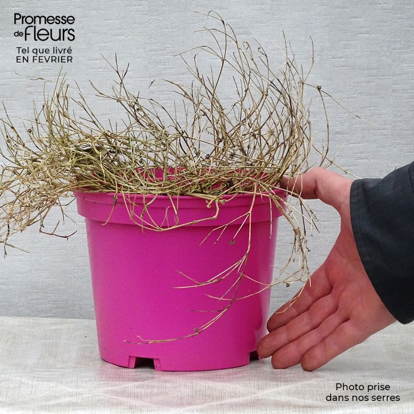 Delosperma Wheels of Wonder Hot Pink Vaso da 2L/3L esemplare consegnato in inverno