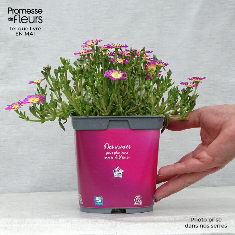Delosperma Wheels of Wonder Hot Pink Vaso da 2L/3L esemplare consegnato in primavera