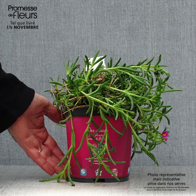 Esemplare di Delosperma Wheels of Wonder Hot Pink Vaso da 2L/3L come consegnato in autunno