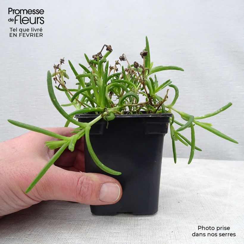 Delosperma Wheels of Wonder Hot Pink Vasetto da 7/8 cm esemplare consegnato in inverno