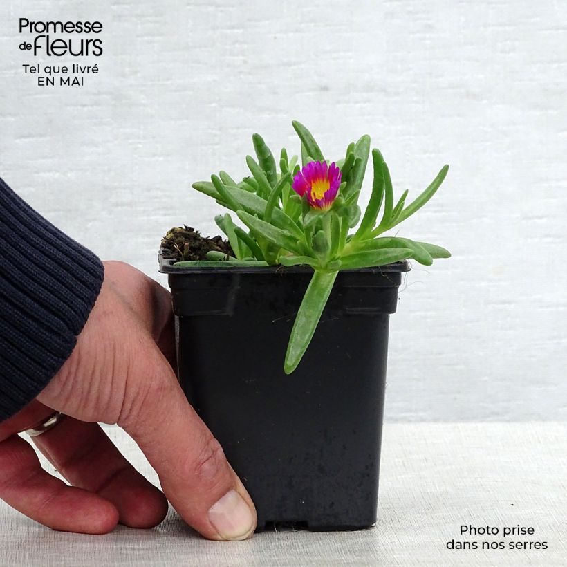 Delosperma Wheels of Wonder Hot Pink Vasetto da 7/8 cm esemplare consegnato in primavera