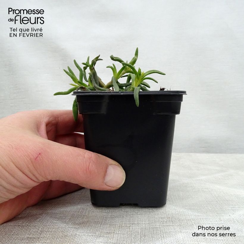 Delosperma Wheels of Wonder Orange Vasetto da 7/8 cm esemplare consegnato in inverno